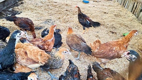 Native chickens, training on Love Month