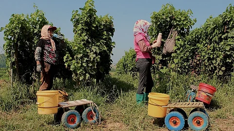 People work at the vineyards of Domaine de Long Dai, known as Chinese Lafite, in China's northern Shandong Province on 26 August 2022.