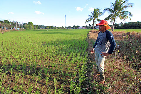 Bracing for summer A farmer inspects his rice field under the scorching sun in Morong, Bataan, on Sunday. As summer sets in, farmers are preparing for the intense heat, ensuring their farmlands have an adequate water supply for the dry months ahead.