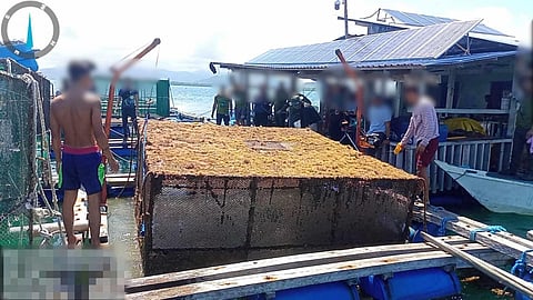 The alleged unlicensed lobster farm being operated by a Chinese national and his Filipino partner in the waters off Barangay Sta. Cruz, Puerto Princesa City.
