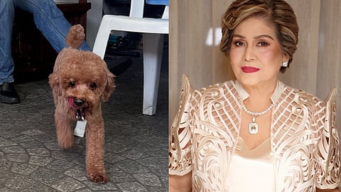 Annabelle Rama seeks help from neighbors to find missing dog, Mason