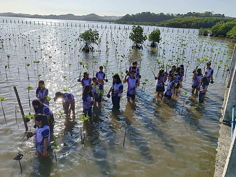 Students of The Great Plebeian College NSTP-CWTS plant mangrove seedlings in a part of the Bued Mangrove Propagation and Information Center in Alaminos, Pangasinan.