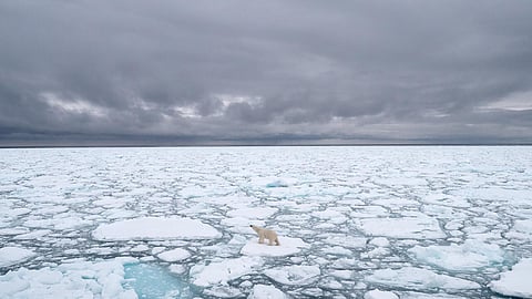 Polar Bears International photo of a polar bear in Svalbard, Norway, in 2018