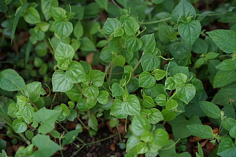 Filipino researchers develop herbal gout medicine
