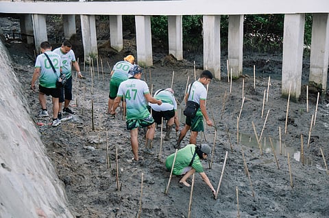 Volunteers from electric company MORE Power plant mangrove saplings in Sunset Boulevard.