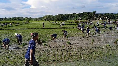 UNDER the morning sun, persons deprived of liberty at the Iwahig Prison and Penal Farm cultivate a vast 500-hectare land, turning a new leaf with every grain of rice they plant.