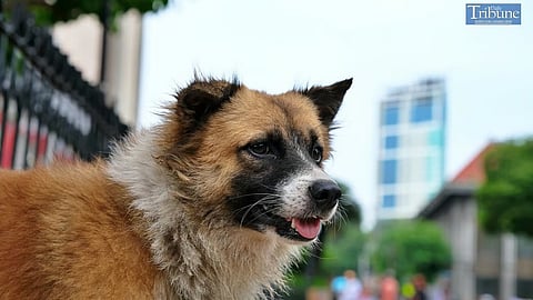 Rabies is preventable through timely vaccination of both pets and individuals who are exposed to the virus.