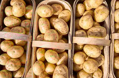 Potatoes are nutrient-dense, nourishes your body and brain, are ideal for a Filipino diet, and are varied enough to slay any mealtime.