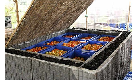 DA launches tech extending veggie shelf life