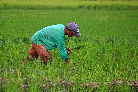 A rice farmer plants seedlings at his farm in Bagac, Bataan. The Department of Agrarian Reform and the World Bank recently discussed land tenure security for farmer-beneficiaries.