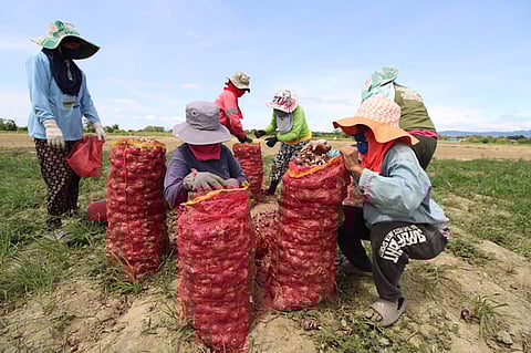Farmers harvest onions at a farm in Bongabon on a Saturday.