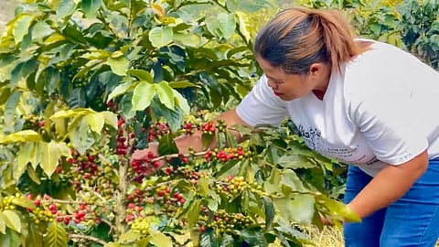 DUBRIA Farms owner Marivic picking coffee beans.