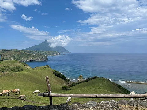Cows are freely thriving in the hills of Tayid Lighthouse in the Municipality of Mahatao, taking advantage of the three-month dry season in the province which rain and typhoons are very prevalent, Batanes.