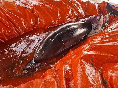 Cabangan community rescues dolphin in Zambales