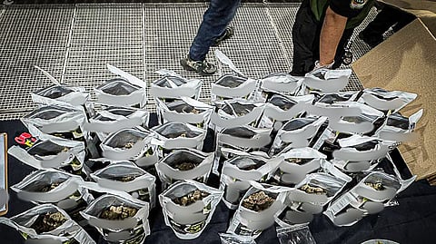 BoC, PDEA intercept P5.8-M marijuana shipment