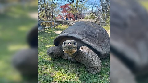Mommy, the Philadelphia Zoo’s oldest resident, basks in the spotlight after becoming a first-time mom at 97 years old—welcoming four critically endangered Galápagos tortoise hatchlings.