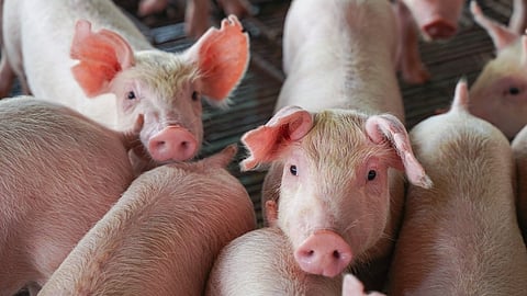 (FILES) The African swine fever is a highly contagious viral disease that affects pigs, with a high mortality rate.
