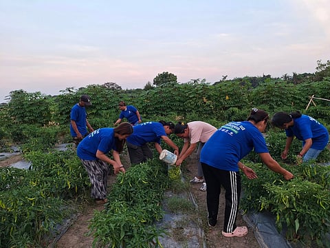 ECOBLOOM Farmers Association members harvest green peppers from their vegetable garden.