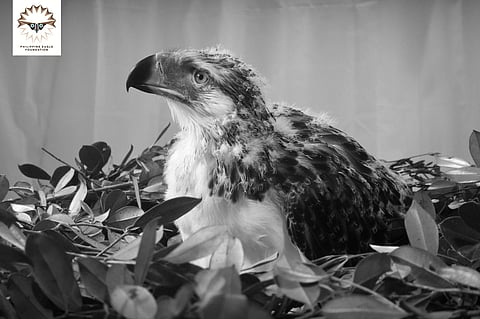 Phl eagle Riley passes away