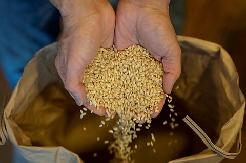 The owner of rice shop Tadao Koike holds rice at his shop in Tokyo on February 14, 2025. The Japanese government said it will release its stockpile of rice -- the nation's cherished staple food -- reserved for emergency use in response to soaring prices.