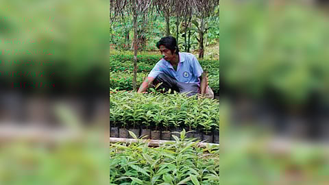 DBP has committed to reforest 7,500 hectares of land through its DBP Forest Program.