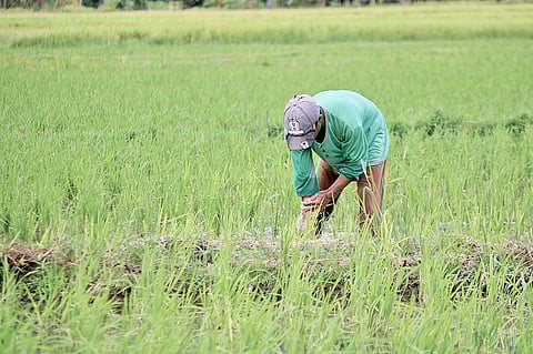A farmer plants rice seedlings at his farm in Bagac, Bataan.