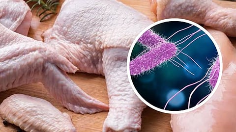 UP biologists uncover drug-resistant Salmonella in Metro Manila chicken