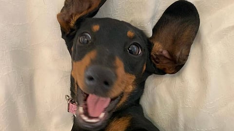 Runaway sausage dog snagged after 529 days on Australian island