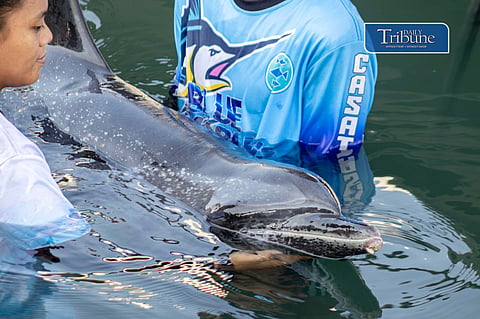 Close-up of a rescued Pantropical Spotted Dolphin being gently supported in the water by MMSU-CASAT responders in Currimao, Ilocos Norte. The dolphin shows visible lesions on its beak as it undergoes rehabilitation.