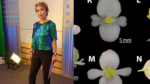 New begonia in Mindanao named after Doris Bigornia