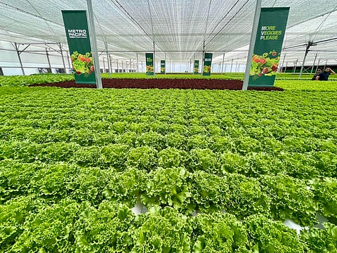 The greenhouse facility, which will replicate the Israel-backed greenhouse model of the Pangilinan group in El Nido, Palawan, will incorporate advanced farming technologies, such as hydroponics and climate-controlled environments, to ensure year-round production of high-quality vegetables.