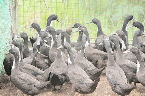 THE Bureau of Animal Industry confirms the detection of the country’s first case of High Pathogenicity Avian Influenza Type A Subtype H5N9 in Camaligan, Camarines Sur.