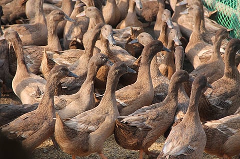 ducks, philippines, bird flu, H5N9