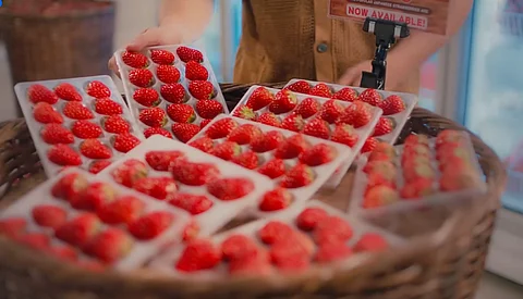 Crafted with the highest standards of Japanese agriculture, Japanese strawberries are a masterpiece of craftsmanship and nature. Experience the sweet, refreshing bliss of this jewel-like berry, now available in the Philippines.