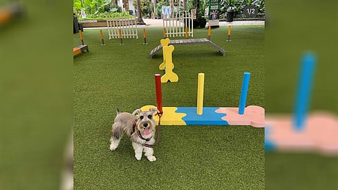 Boris explores the neighborhood.