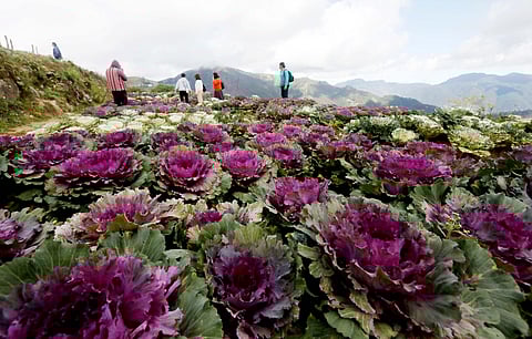 NORTHERN Blossom Farm at Atok, Benguet.