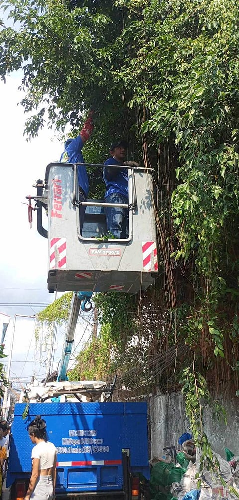 TREES were trimmed in Malabon City in anticipation of the upcoming rainy season.