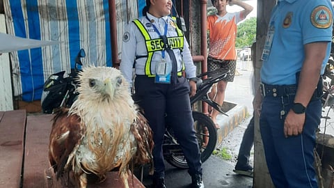 Eagle safely retrieved at Pagadian airport
