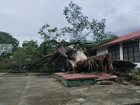 Rains uproot giant acacia tree