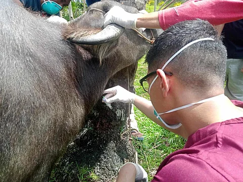 AUTHORITIES urge public vigilance as melioidosis cases are confirmed