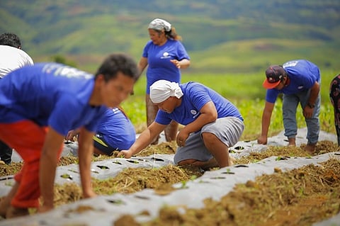 KABALIKAT sa Kabuhayan Farming Program beneficiary Don Sotelo (center) of Barangay San Miguel, Talakag, Bukidnon tends a farm with fellow farmers. The SM Foundation’s ‘Social Good Report 2024’ (inset) cites Sotelo as among the successful graduates of the program.