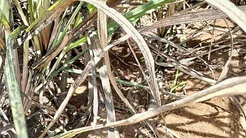A SUGARCANE field in Negros Occidental affected by the Red-Striped Soft Scale Insect infestation, now threatening the province’s sugar production.