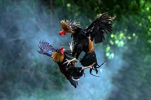 COCKFIGHTING is popular especially in the provinces.