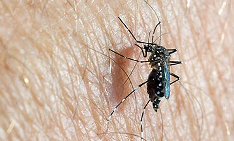 Experts: Fight dengue first; next get vaccine