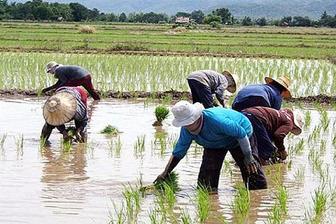 THE agriculture, especially farmers, will benefit if the allocated budget for the Department of Agriculture for next year will be increased by 30 percent, according to the Agricultural Sector Alliance of the Philippines, Inc.