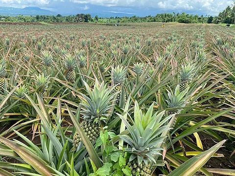 THE city shines brightest during its Pineapple Festival.