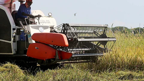 DA bets on staple crop for agri rebound