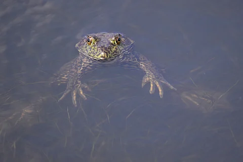 A detailed view of a frog in a pond during day one of the NCAA Division I Women's Golf Championships at Omni La Costa Resort & Spa on May 16, 2025 in Carlsbad, California