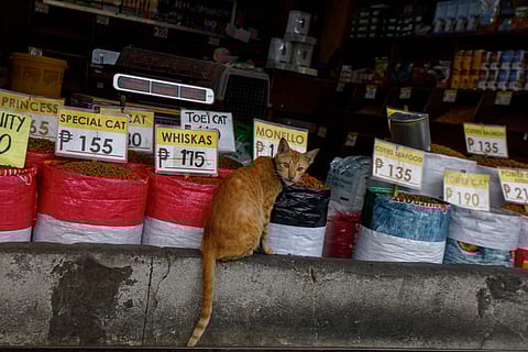 Unli-chow A streetwise cat helps itself to a feast at a Kamuning Market pet store — uninvited but undeterred.