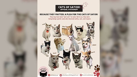 THEY were more than just cats—they were part of the community. Now their sudden disappearance has left a quiet void in our everyday lives, and in our hearts.